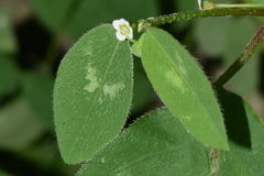 Euphorbia graminea