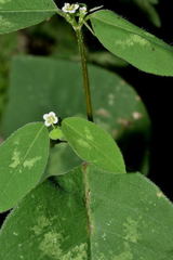 Euphorbia graminea