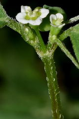 Euphorbia graminea