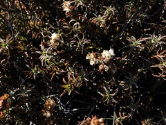 Dracophyllum recurvum