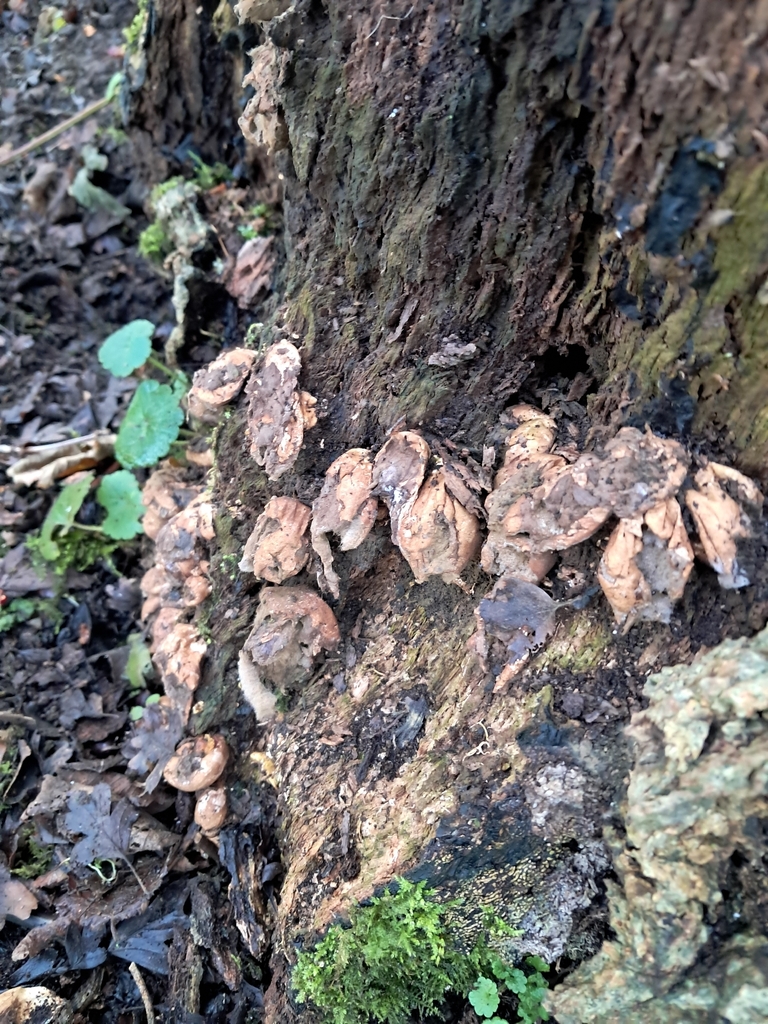 Apioperdon pyriforme · December 2025 · photo: © a-hill (iNaturalist, cc0)