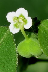 Euphorbia graminea