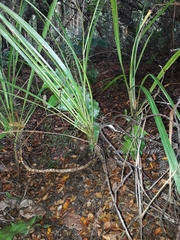 Cordyline pumilio