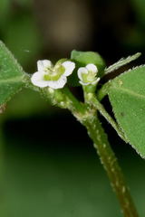 Euphorbia graminea