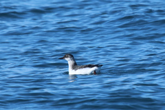 Cepphus columba snowi