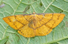 Eumelea rosalia