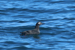 Cepphus carbo