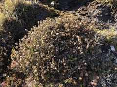 Dracophyllum recurvum