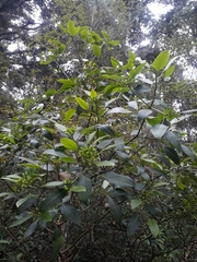 Pseudopanax gilliesii