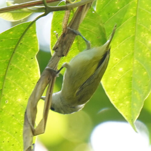 Lesser Greenlet (Pachysylvia decurtata), photo 4