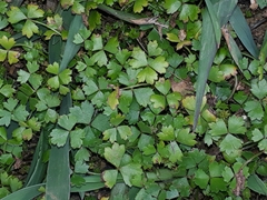 Hydrocotyle tripartita