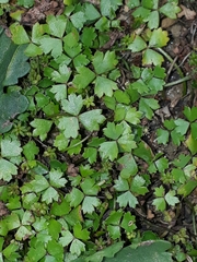 Hydrocotyle tripartita