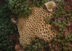 Holopsamma laminaefavosa