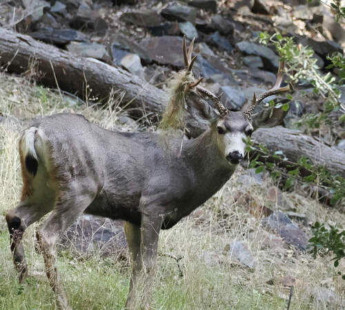 Mule Deer photographed in California