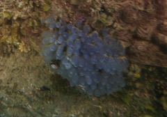 Clavelina moluccensis