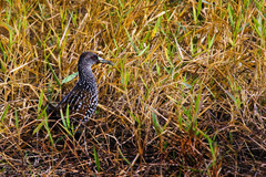 Pardirallus maculatus