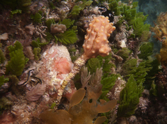 Pyura gibbosa