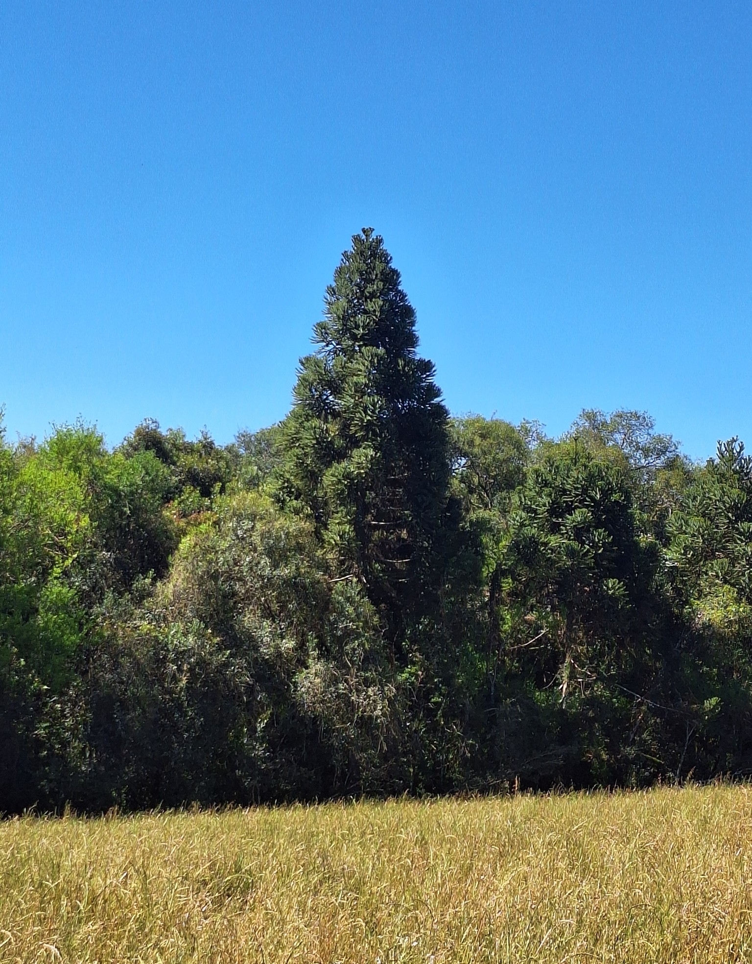 Araucaria angustifolia