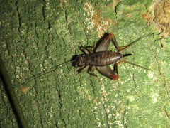 Mjobergella warra