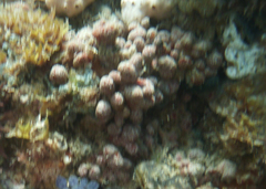 Stolonica australis