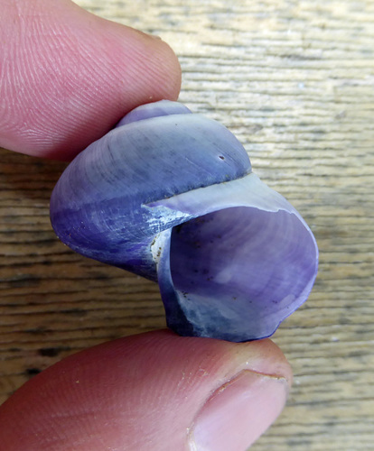 Violet Sea Snail