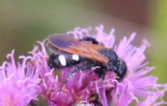 Scolia sexmaculata