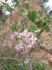 Triaspis glaucophylla