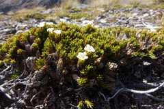 Dracophyllum muscoides