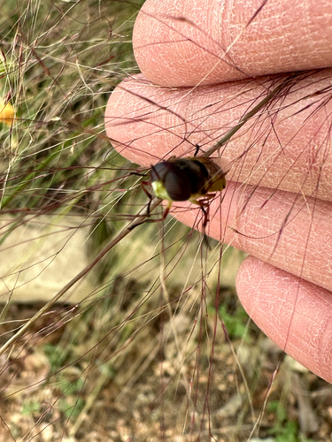Unknown species found near FM-2759, Richmond, TX, US