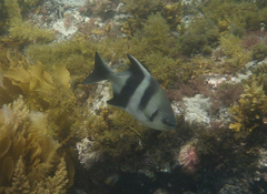 Scorpis georgiana