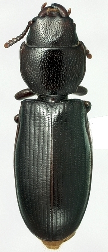 Tenebroides mauritanicus