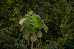 Cecropia ficifolia, photograph (c) Diogo Luiz, some rights reserved (CC BY)