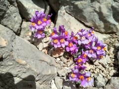 Linaria alpina alpina