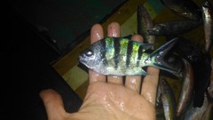 Abudefduf