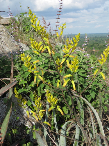 Aloe labworana