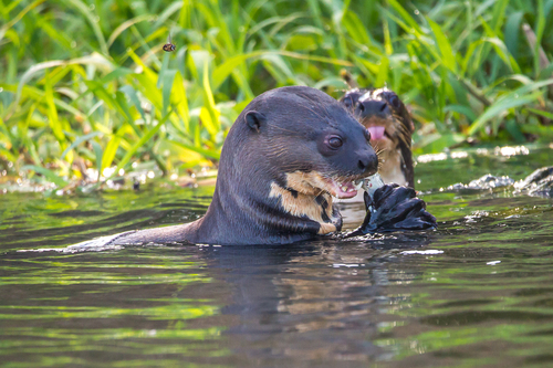 オオカワウソ