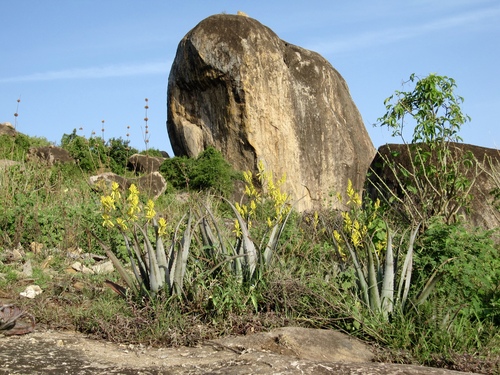 Aloe labworana