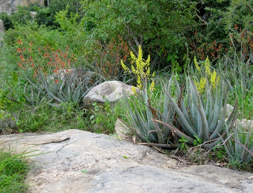 Aloe labworana