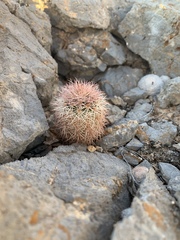 Mammillaria lasiacantha