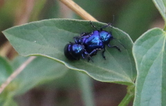 Chrysochus asclepiadeus