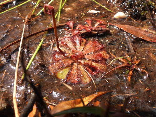 Australian sundew (Drosera aliciae)