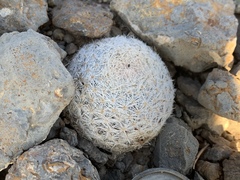 Mammillaria lasiacantha