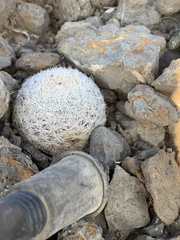 Mammillaria lasiacantha
