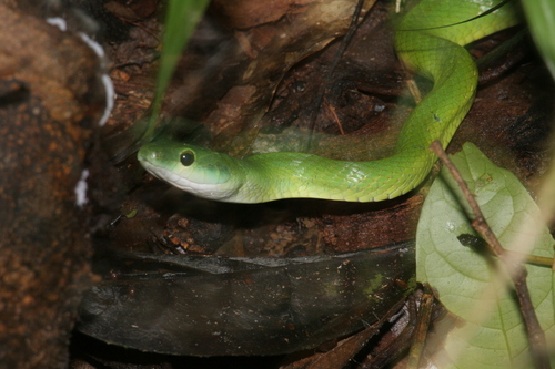 Common Green Racer, Chlorosoma viridissimum