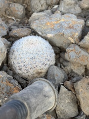 Mammillaria lasiacantha