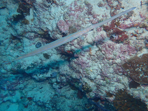 Blue-spotted Cornetfish — seen at this dive site