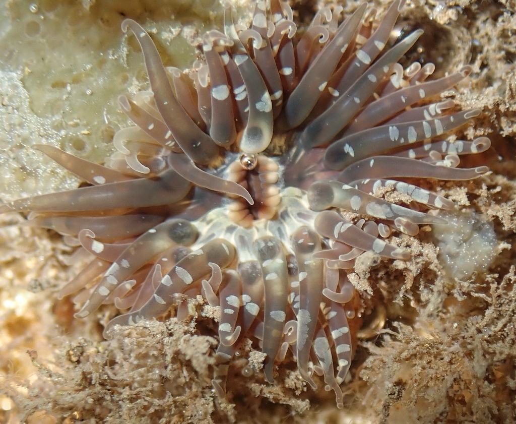 Anthopleura radians
