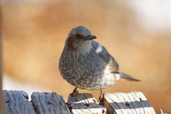 Hypsipetes amaurotis