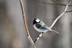 Parus minor