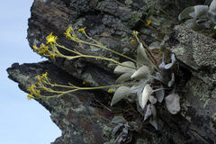 Brachyglottis haastii